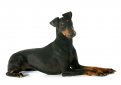 Манчестерский терьер / Manchester Terrier (Black and Tan Terrier)