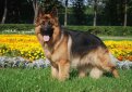 Немецкая овчарка / Deutscher Schaferhund (German Shepherd Dog)