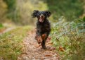 Русский охотничий спаниель / Russian Spaniel