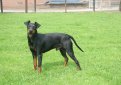 Манчестерский терьер / Manchester Terrier (Black and Tan Terrier)