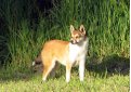 Лундехунд (Норвежская тупиковая лайка) / Norwegian Lundehund (Lundehund, Norwegian Puffin Dog)