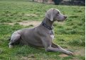 Веймаранер (Веймарская легавая) / Weimarainer (Weimaraner Vorstehhund)