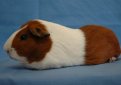 Голландская морская свинка / Dutch Cavy (Holland Guinea Pig)