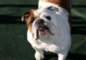 Английский бульдог / English Bulldog (British Bulldog)