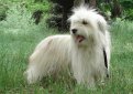 Одис (Одесская домашняя идеальная собака) / ODIS