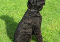 Черный терьер (Русский черный терьер) / Black Russian Terrier (Russkiy Chernniy Terrier)