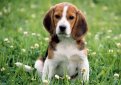 Бигль (Английский бигль) / Beagle (English Beagle)