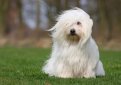 Котон де тулеар / Coton de Tulear