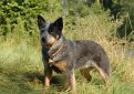Австралийский хилер (Австралийская пастушья собака) / Australian Cattle Dog Австралийский хилер (Австралийская пастушья собака) / Australian Cattle Dog