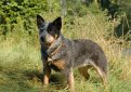 Австралийский хилер (Австралийская пастушья собака) / Australian Cattle Dog