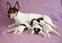 Американский той-фокстерьер / American Toy Fox Terrier