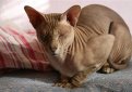 Петерболд (Петербургский сфинкс) / Peterbald Cat