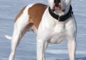 Американский бульдог / American Bulldog