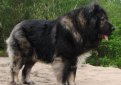 Кавказская овчарка / Caucasian Shepherd (Caucasian Sheepdog)