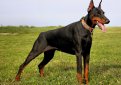 Доберман / Doberman (Doberman Pinscher)