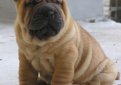 Шарпей (Китайская бойцовая собака) / Shar Pei (Chinese Fighting Dog)