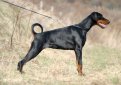 Доберман / Doberman (Doberman Pinscher)