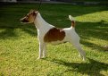 Гладкошерстный фокстерьер / Smooth Fox Terrier