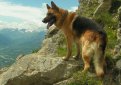 Немецкая овчарка / Deutscher Schaferhund (German Shepherd Dog)