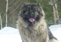 Кавказская овчарка / Caucasian Shepherd (Caucasian Sheepdog)