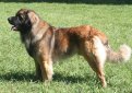 Леонбергер / Leonberger