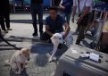 В России щенок-клон встретился с собакой, из которой его создали