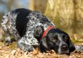 Курцхаар (Немецкий пойнтер, немецкая короткошерстная легавая) / Kurzhaar (German Shorthaired Pointer, Deutscher Kurzhaariger Vorstehhund)