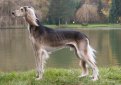 Салюки (Персидская борзая, газелья собака) / Saluki (Persian Greyhound) Салюки (Персидская борзая, газелья собака) / Saluki (Persian Greyhound)