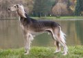 Салюки (Персидская борзая, газелья собака) / Saluki (Persian Greyhound)