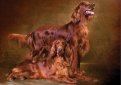 Ирландский сеттер (Ирландский красный сеттер) / Irish Setter (Irish Red Setter)