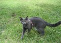 Русская голубая кошка / Russian Blue Cat