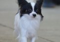 Континентальный карликовый спаниель (Папильон) / Papillon (Epagneul Nain Continental Papillon, Continental Toy Spaniel Papillon)