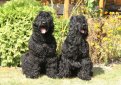 Черный терьер (Русский черный терьер) / Black Russian Terrier (Russkiy Chernniy Terrier)