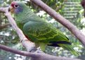 Бразильский амазон / Amazona Brasiliensis