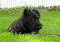 Шотландский терьер (Скотч-терьер, скотти) / Scottish Terrier (Scottie, Aberdeen Terrier)