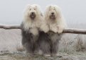 Бобтейл (Староанглийская овчарка) / Bobtail (Old English Sheepdog)