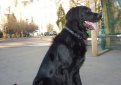 Гладкошерстный ретривер (Прямошерстный ретривер) / Flat-Coated Retriever