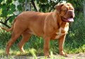 Бордоский дог (Французский мастиф) / French Mastiff (Dogue de Bordeaux, Bordeaux Mastiff, Bordeaux Bulldog)