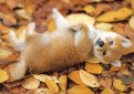 Шиба-ину (Сиба-ину, малая японская собака) / Shiba Inu (Japanese Shiba Inu, Japanese Small Size Dog, Shiba Ken)