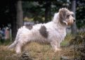 Вандейский бассет-гриффон / Vendeen Basset Griffon