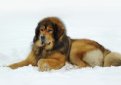 Тибетский мастифф (Тибетский дог) / Tibetan Mastiff (Do-Khyi)