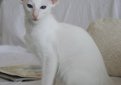 Белая балинезийская кошка (Длинношерстный форинвайт) / White Balinese Cat (Foreign White Balinese)