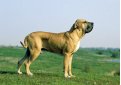 Фила бразилейру (Бразильская фила, бразильский мастиф) / Fila Brasileiro (Brazilian Mastiff)