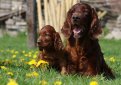 Ирландский сеттер (Ирландский красный сеттер) / Irish Setter (Irish Red Setter)