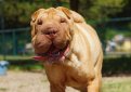 Шарпей (Китайская бойцовая собака) / Shar Pei (Chinese Fighting Dog)