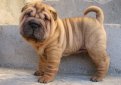 Шарпей (Китайская бойцовая собака) / Shar Pei (Chinese Fighting Dog)