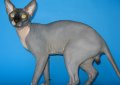 Канадский сфинкс / Canadian Sphynx