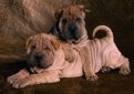 Шарпей (Китайская бойцовая собака) / Shar Pei (Chinese Fighting Dog)