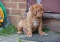 Бордоский дог (Французский мастиф) / French Mastiff (Dogue de Bordeaux, Bordeaux Mastiff, Bordeaux Bulldog)