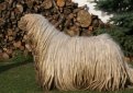 Комондор (Венгерская овчарка) / Komondor (Hungarian Komondor, Hungarian Sheepdog)